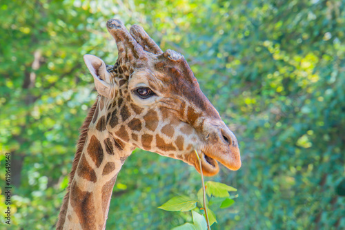 A giraffe profile portrait reaching for leaves with an outstretched neck and tongue reaching up to a high tree limb.