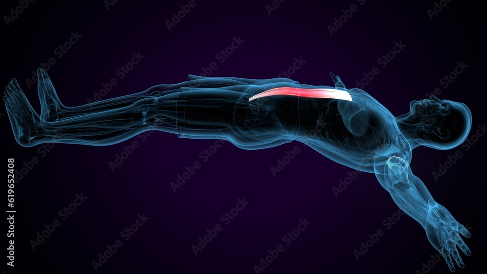 human muscle anatomy. 3d illustration