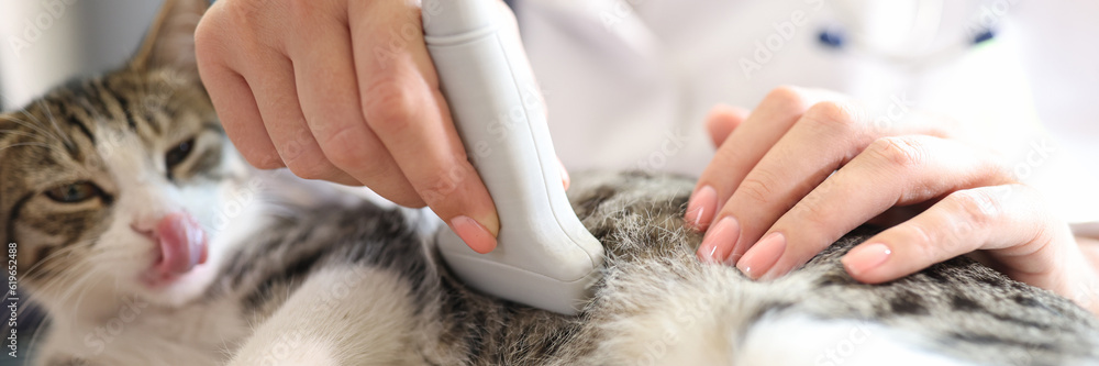 Fototapeta premium Cat having ultrasound scan in vet office