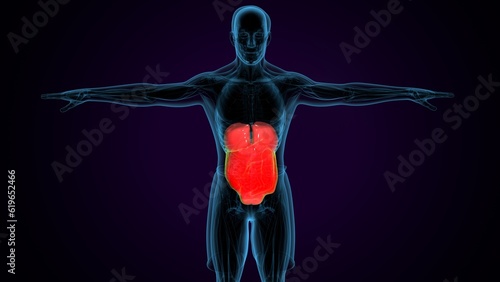 male human digestive system. 3d illustration © PIC4U