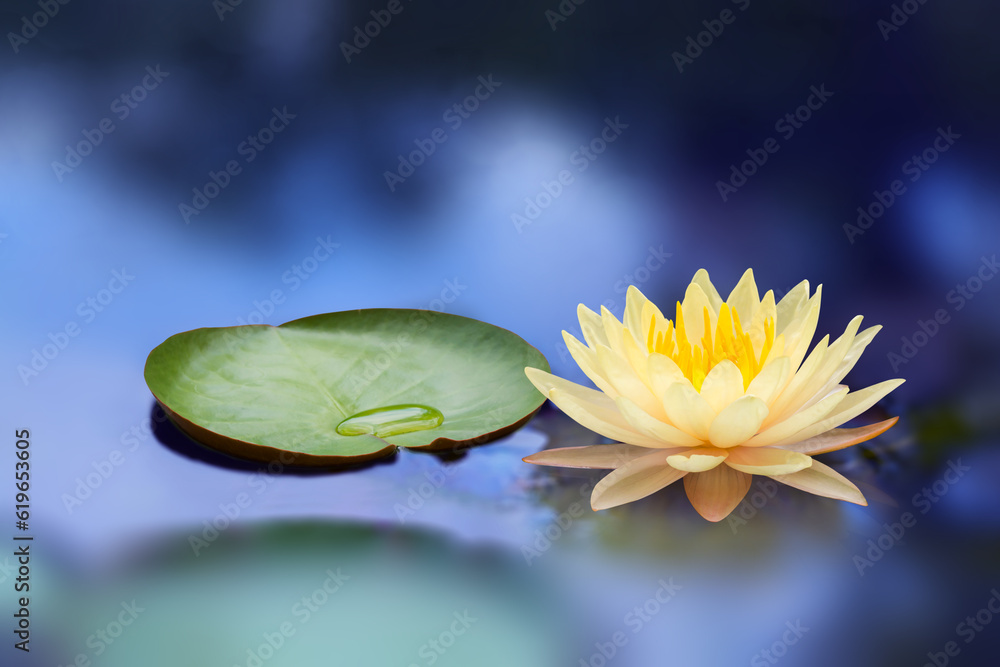 Lotus flower yellow color in night - obrazy, fototapety, plakaty 