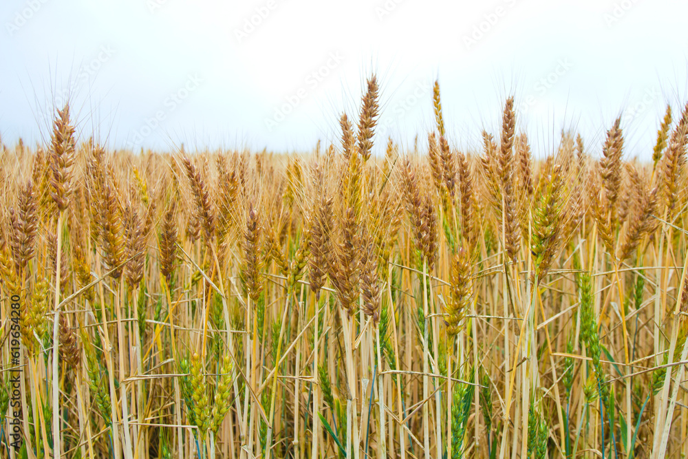 Agricultural landscape with barley fields in Biei town, Hokkaido prefecture, Japan. Agricultural landscape with barley fields in Biei town, Hokkaido prefecture, Japan.