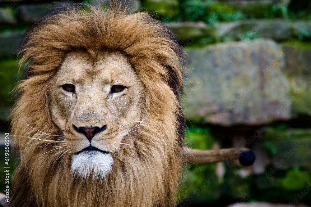 portrait of a lion in the zoo 
