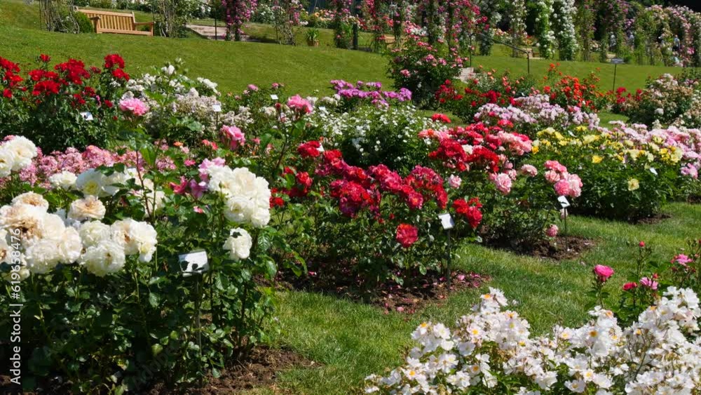 An incredible number of beautiful and varied multi colored blooming roses and arches of flowers in the park botanical garden on a summer day An incredible number of beautiful and varied multi colored blooming roses and arches of flowers in the park botanical garden on a summer day
