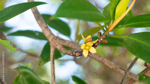 Seedling flower of Cork tree or Sonneratia caseolaris tip of the branch. For background of mangrove forest environment.