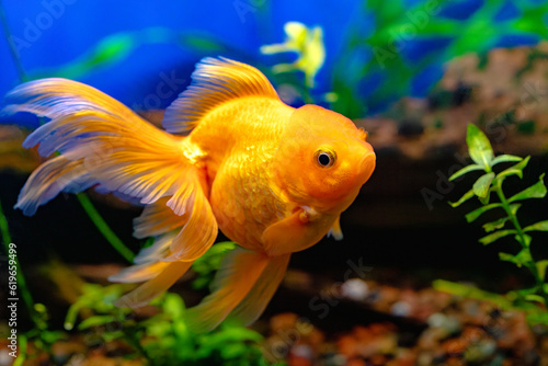 Goldfish Dorado Oranda
