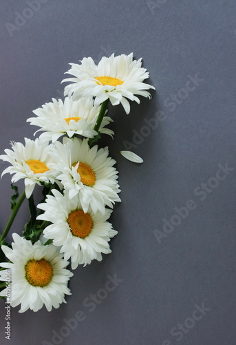 Chamomile daisy flowers bouquet on gray background top view with copy space. Minimalist floral card.Fine art aesthetic poster.