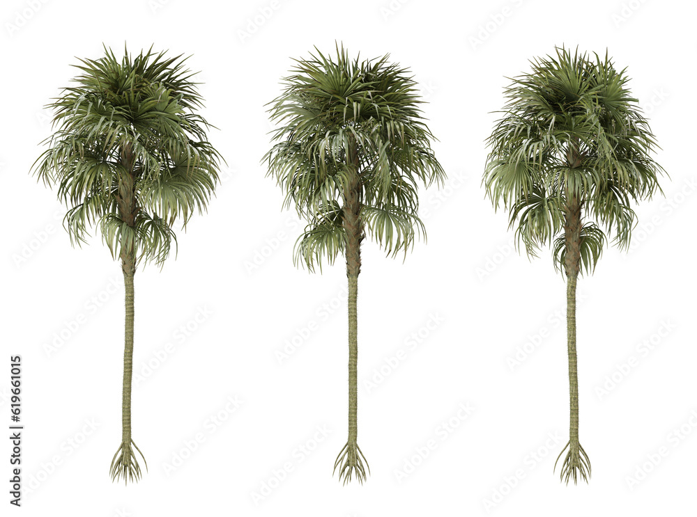 Obraz premium Cryosophila warscewiczii palm tree on transparent background, png plant, 3d render illustration.