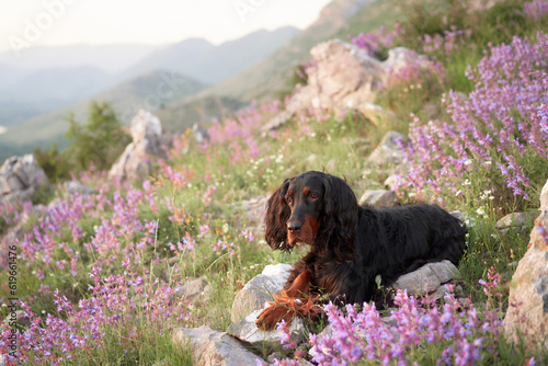 фотографія dog in pink flowers outdoors in Mountains