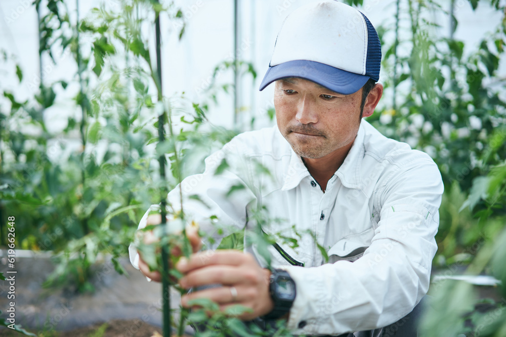 野菜農家さん 野菜農家さん