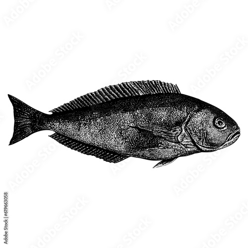 Ocean Whitefish hand drawing vector isolated on background.