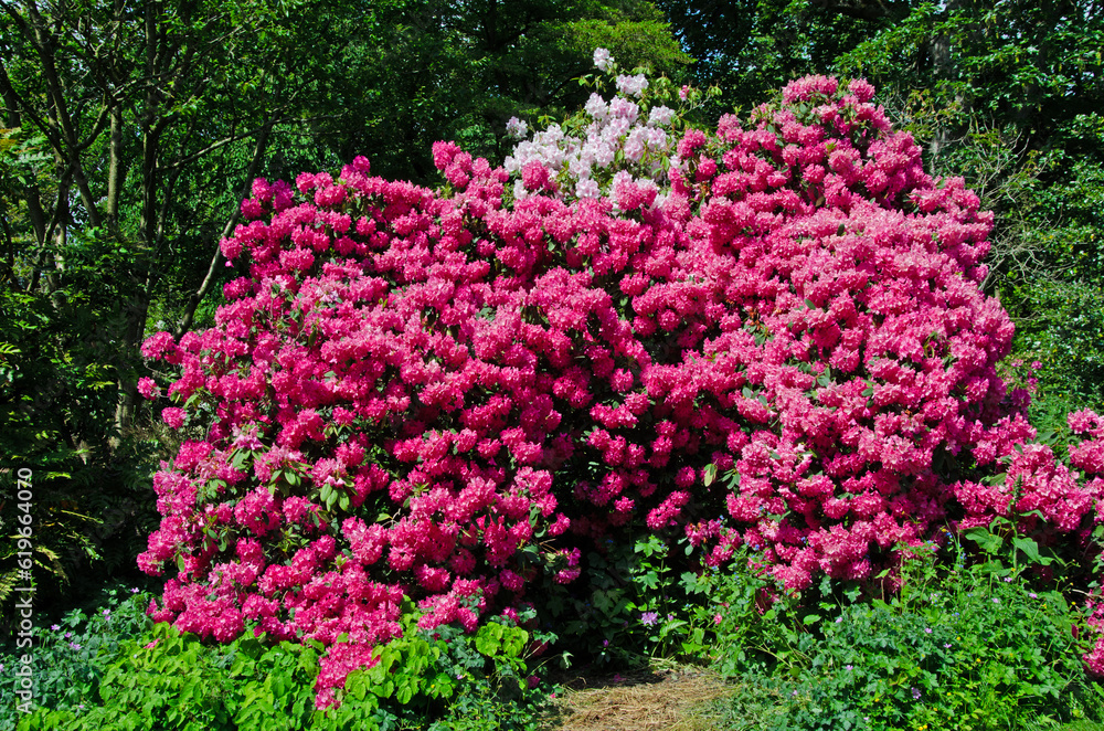 Close up of pink azalea shrub in full bloom Close up of pink azalea shrub in full bloom