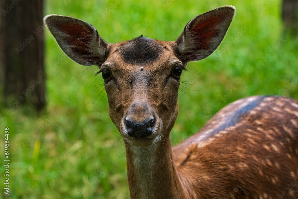 Portrait einer neugierigen Hirschkuh Portrait einer neugierigen Hirschkuh