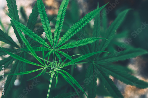 marijuana leaves cannabis plants a beautiful background.