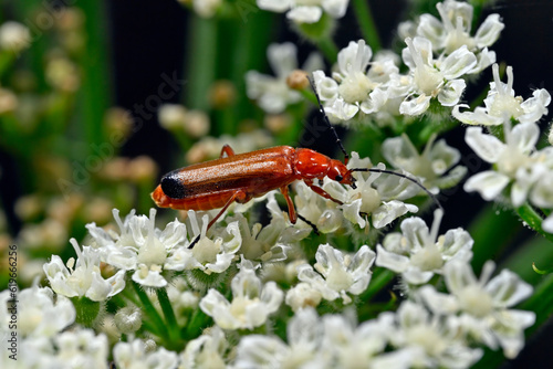 Roter Weichkäfer (Rhagonycha fulva) auf Riesen-Bärenklau // Common red soldier beetle on giant hogweed