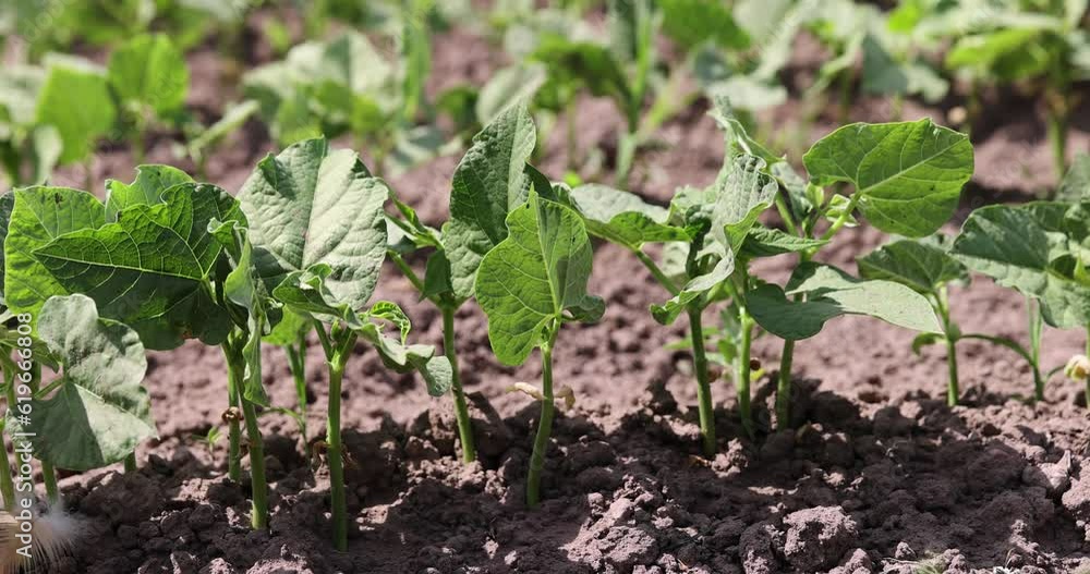 young small bean plants in the field, growing beans on a private territory young small bean plants in the field, growing beans on a private territory