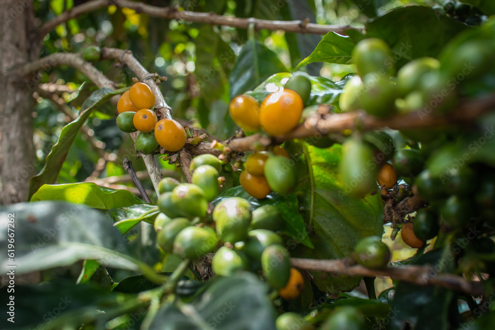 Ripe coffee seeds of green and orange in a tree at the plantation in high altitude of Panama, where different types of coffee such as geisha, caturra and arabica are produced.