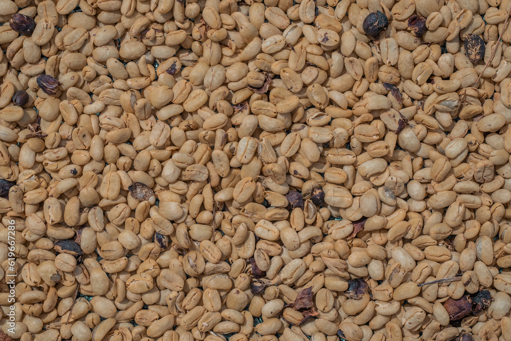 Drying coffee seeds on a plantation under the hot sun and high altitude. Drying ripe coffee geisha, arabica and caturra seeds. Multitude of seeds. Drying coffee seeds on a plantation under the hot sun and high altitude. Drying ripe coffee geisha, arabica and caturra seeds. Multitude of seeds.