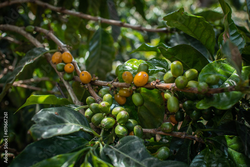 Ripe coffee seeds of green and orange in a tree at the plantation in high altitude of Panama, where different types of coffee such as geisha, caturra and arabica are produced.