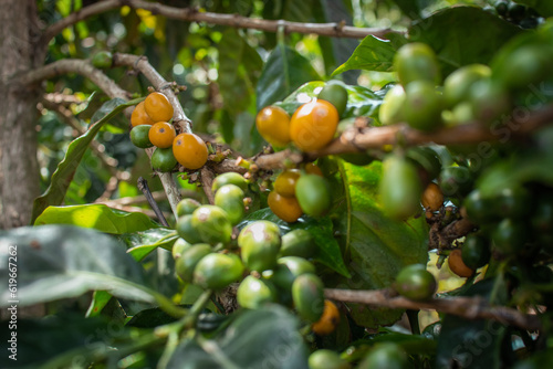 Ripe coffee seeds of green and orange in a tree at the plantation in high altitude of Panama, where different types of coffee such as geisha, caturra and arabica are produced.