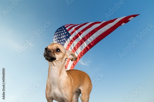 Fototapeta Naklejka Na Ścianę i Meble -  Lovable, pretty smart dog with American Flag.