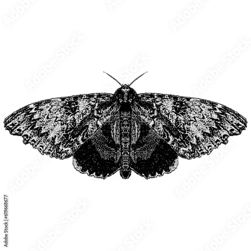 Underwing Moth hand drawing vector isolated on background.	 photo