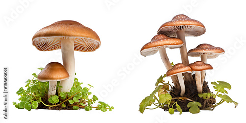 Mushroom isolated on white background. Transparent background