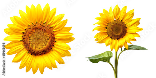 Sunflower isolated on white background. Transparent background