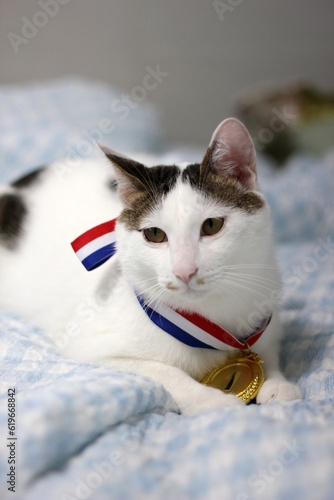 Japanese Bobtail cat wearing a gold medal around its neck
