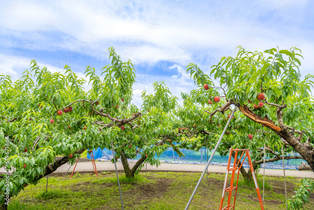 Fototapeta premium 山梨県笛吹市 桃農園