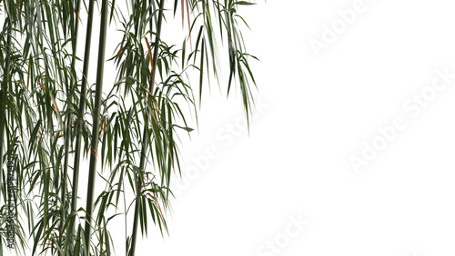 bamboo and bamboo leaves on side of frame