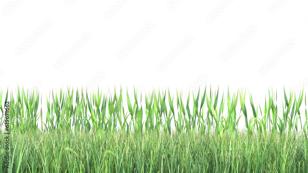 Fototapeta premium green grass