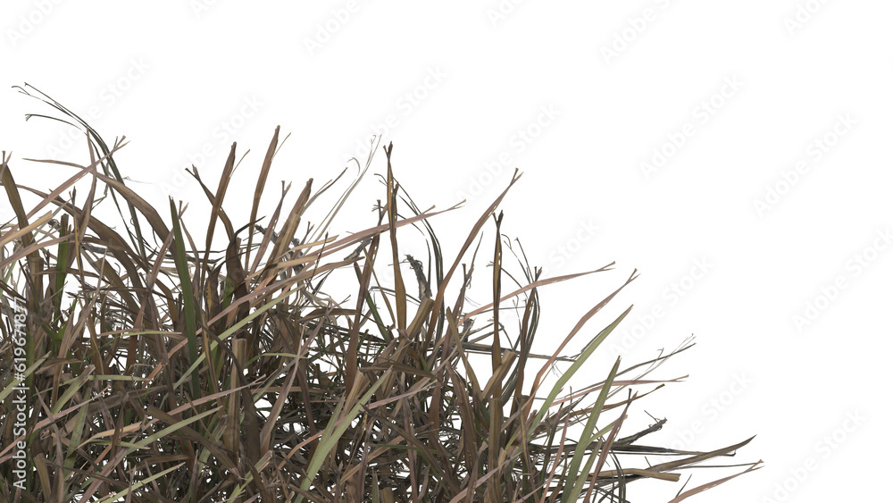 Dried Grass isolated