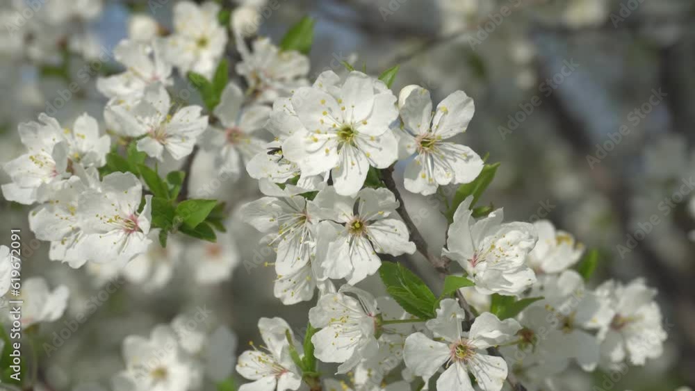 Flowering branches of an apricot tree Flowering branches of an apricot tree