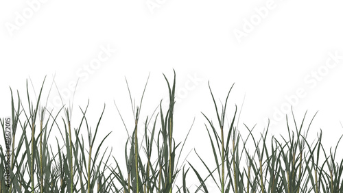 Various types of dried plants grass bushes shrub and small plants isolated 