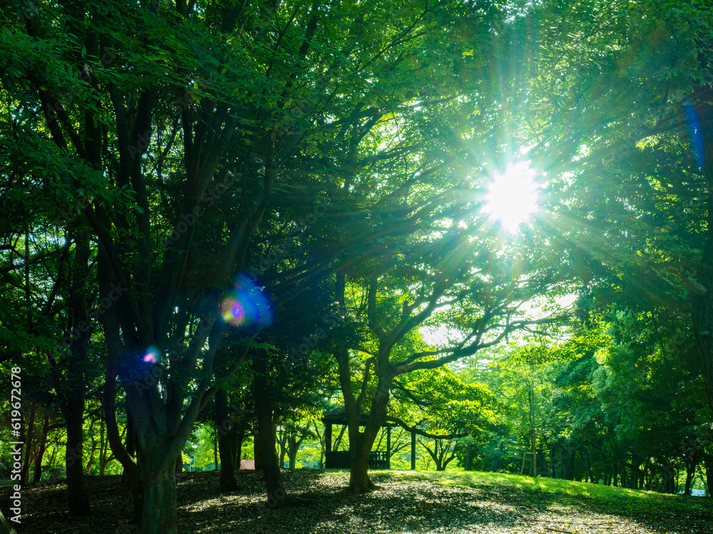 緑あふれる辰巳の森緑道公園 清々しい!