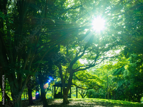 Obraz na płótnie 緑あふれる辰巳の森緑道公園 清々しい! w salonie