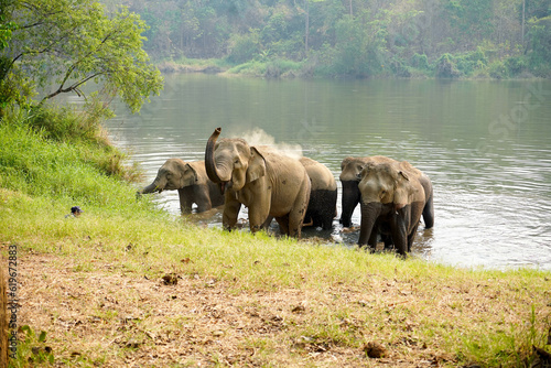 Herd or group of Asian elephants bathing in the river of the forest in northern Thailand.