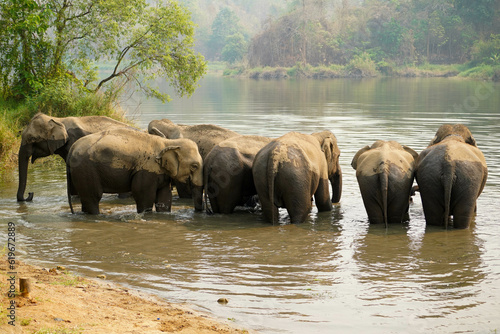 Photography Herd or group of Asian elephants bathing in the river of the forest in northern Thailand
