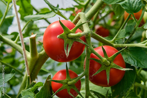 Ripe red round tomatoes on a branch