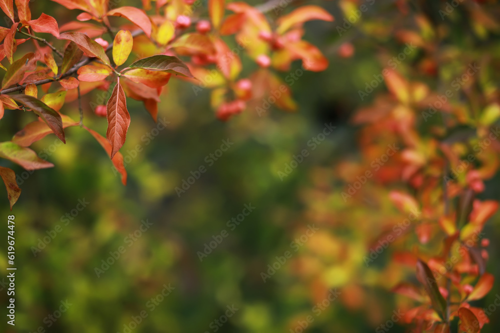 Beautiful autumn landscape with yellow trees and sun. Colorful foliage in the park. Falling leaves natural background Beautiful autumn landscape with yellow trees and sun. Colorful foliage in the park. Falling leaves natural background