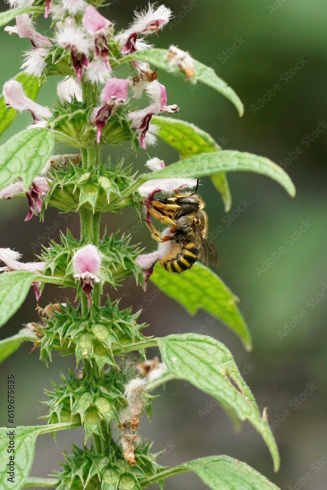 Closeup on a European woolcarder bee, Anthidium manicatum feeding on a flowering Leonurus cardiaca Closeup on a European woolcarder bee, Anthidium manicatum feeding on a flowering Leonurus cardiaca