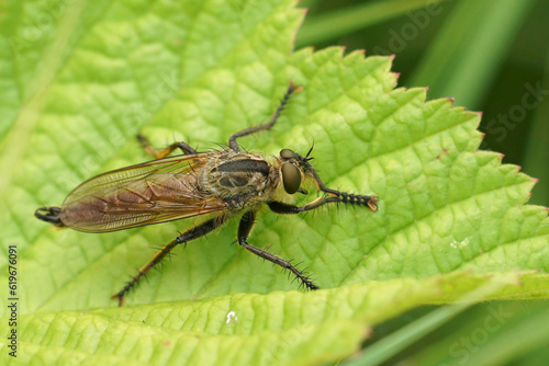 Closeup on the large hairy Golden-tabbed Robberfly, Eutolmus rufibarbis sitting on a green leaf photo