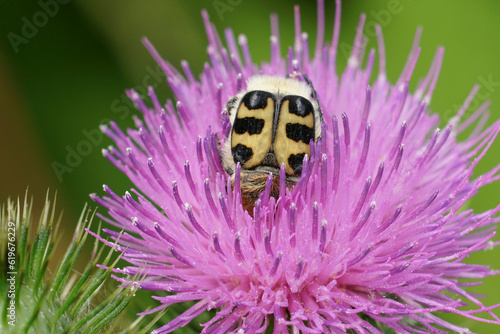 Obraz na płótnie Closeup on the French Flower Chafer, Trichius gallicus feeding on a purple knapw