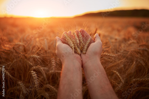 Hand holding wheat crops in golden hour, sunset, sunrise time. photo