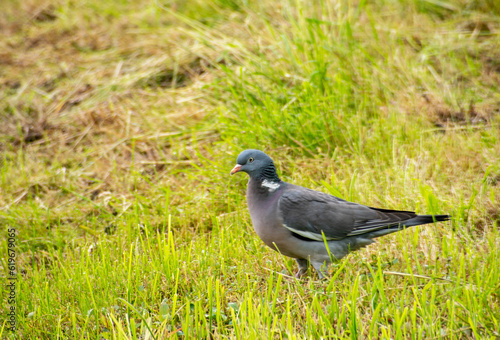 Close up of Common wood pigeon in meadows