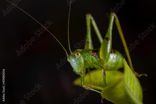 macro photo of grasshopper larvae on green leaf.
