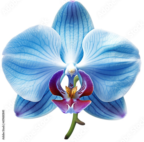 Blue orchid flower blossom isolated on white background as transparent PNG