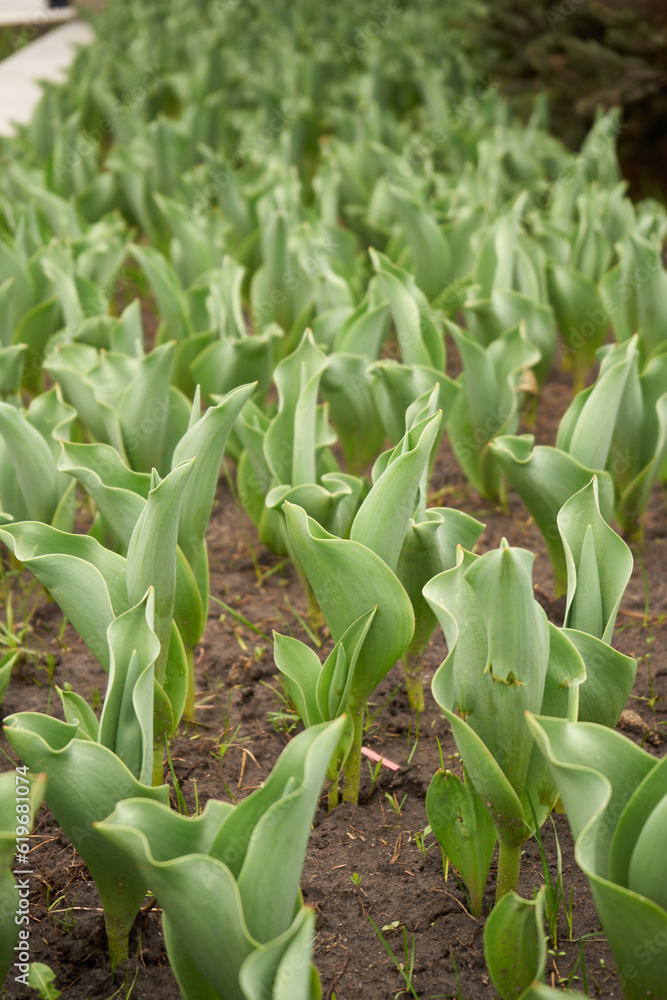 plants on the ground plants on the ground