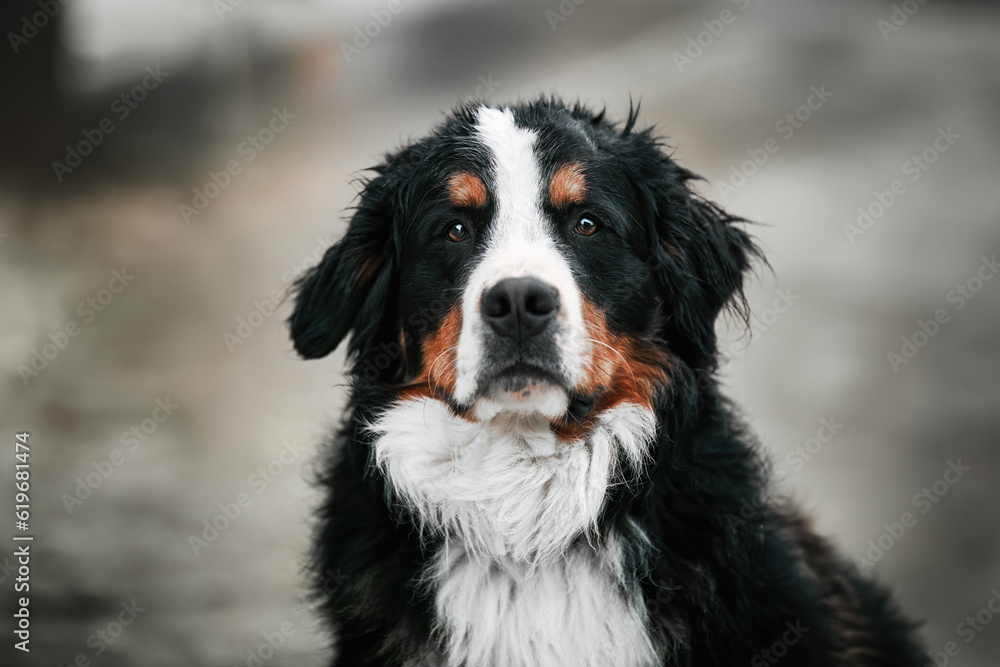 Adorable Young Bernese Mountain Dog in the Swiss Alps. Bernese Mountain Dog.